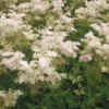 Mädesüß 'Rosa Schleier' Rosa, Topf-Ø 11 Cm, 3er-Set -Garten Atmos Verkaufsgeschäft 0319100538 Filipendula palmata Rosa Schleier 120375