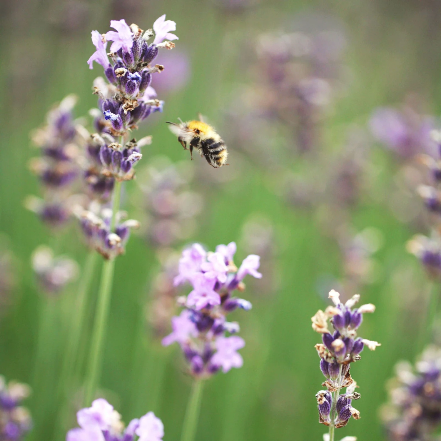 Lavendel 'Munstead', Blauviolett, Topf-Ø 19 Cm, 2er-Set 6 Lavendel 'Munstead', Blauviolett, Topf-Ø 19 Cm, 2er-Set – Bild 4