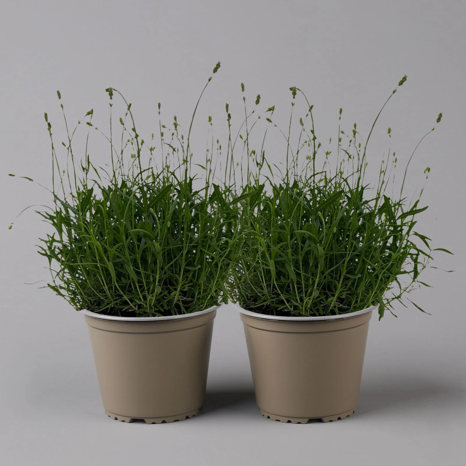 Lavendel 'Munstead', Blauviolett, Topf-Ø 19 Cm, 2er-Set 3 Lavendel 'Munstead', Blauviolett, Topf-Ø 19 Cm, 2er-Set