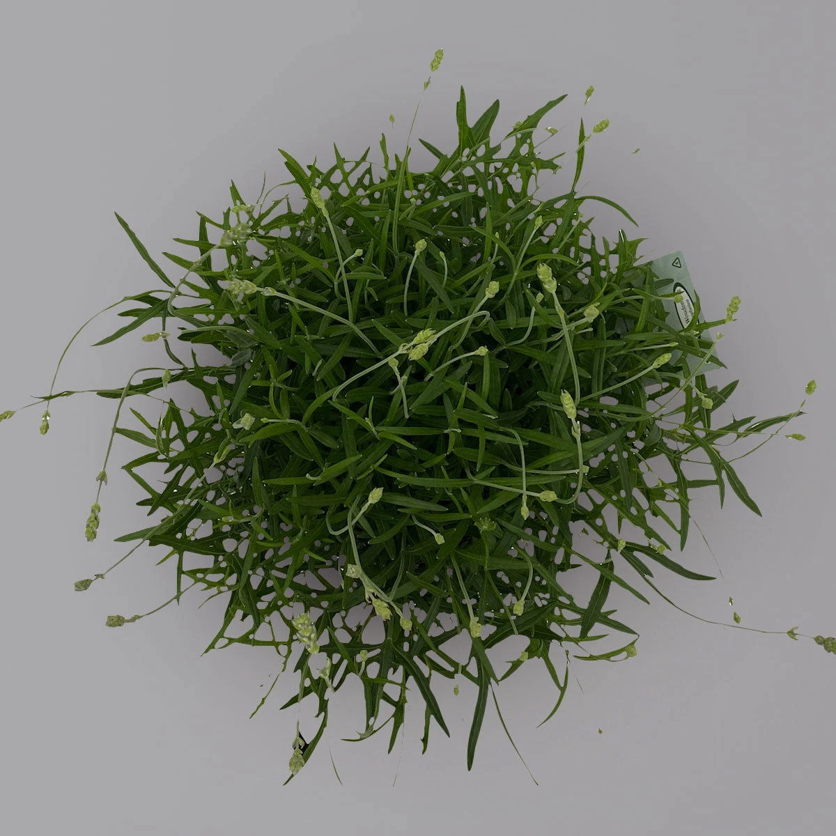 Lavendel 'Munstead', Blauviolett, Topf-Ø 19 Cm, 2er-Set 5 Lavendel 'Munstead', Blauviolett, Topf-Ø 19 Cm, 2er-Set – Bild 3