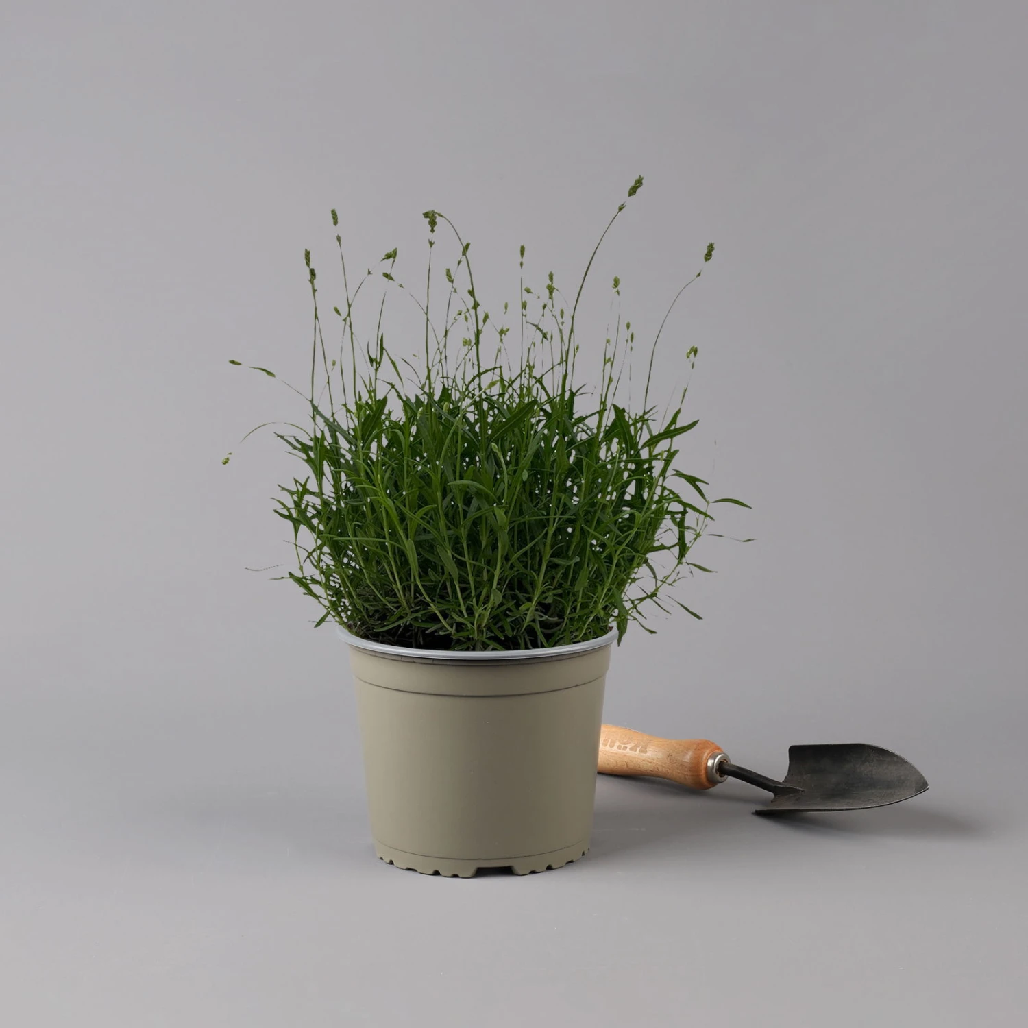 Lavendel 'Munstead', Blauviolett, Topf-Ø 19 Cm, 2er-Set 7 Lavendel 'Munstead', Blauviolett, Topf-Ø 19 Cm, 2er-Set – Bild 5