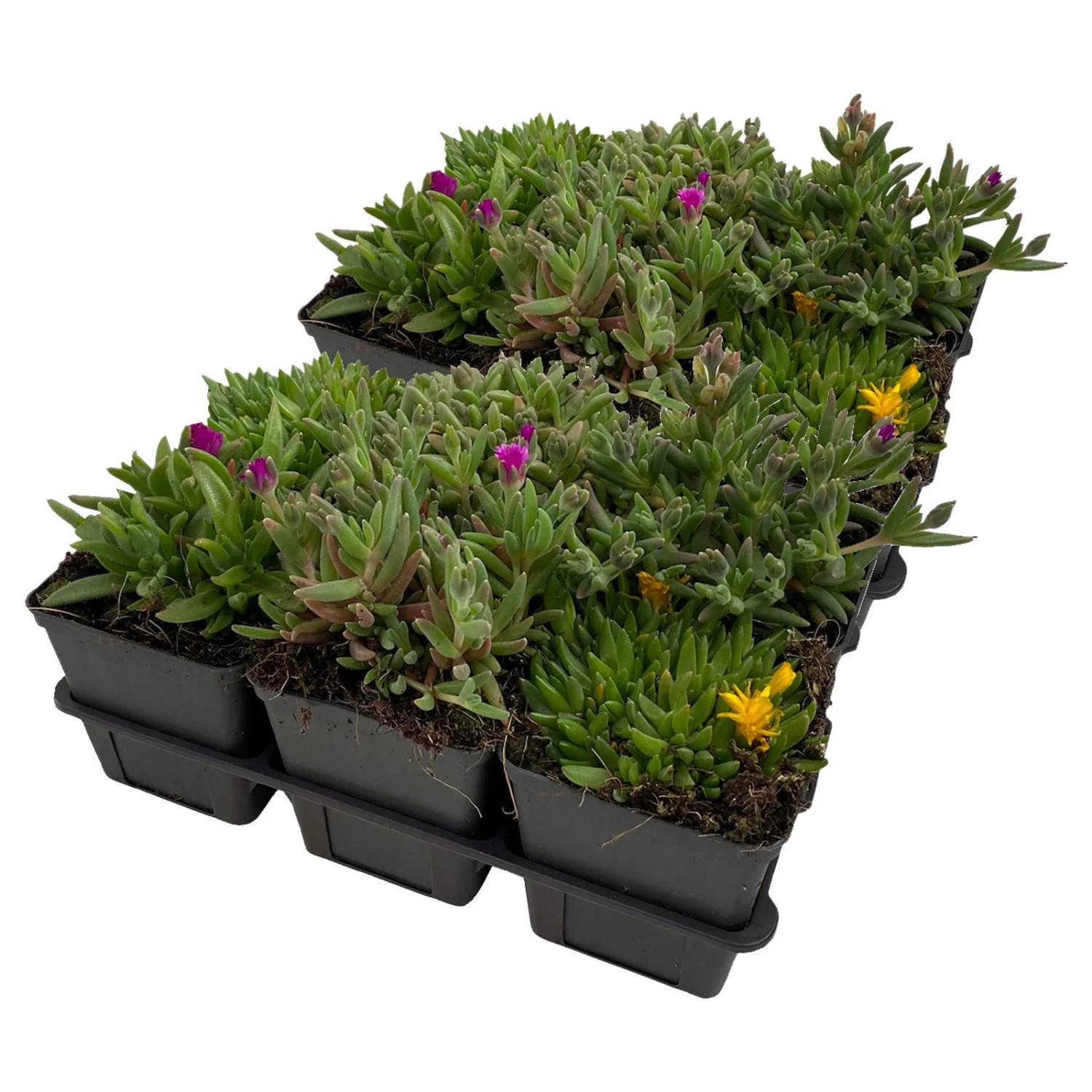 Mittagsblume In Verschiedenen Sorten Im Mix-Set, Topf 7x7 Cm, 2x 6er-Set 3 Mittagsblume In Verschiedenen Sorten Im Mix-Set, Topf 7x7 Cm, 2x 6er-Set