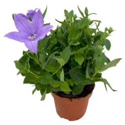 Ballonblume, Blau, Topf-Ø 12 Cm, 6er-Set -Garten Atmos Verkaufsgeschäft 0319200082 Platycodon grandiflorus blau 6er Set T12 blau 2 111561