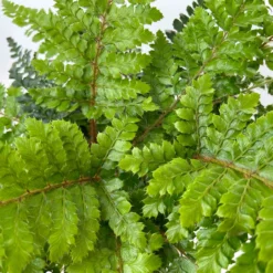 Japanischer Schildfarn, Topf-Ø 17 Cm, 2er-Set 12 Japanischer Schildfarn, Topf-Ø 17 Cm, 2er-Set -Garten Atmos Verkaufsgeschäft 0319200160 polystichum polyblepharum 11 125048