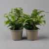 Japanischer Schildfarn, Topf-Ø 17 Cm, 2er-Set 1 Japanischer Schildfarn, Topf-Ø 17 Cm, 2er-Set -Garten Atmos Verkaufsgeschäft 0319200160 polystichum polyblepharum t 126034