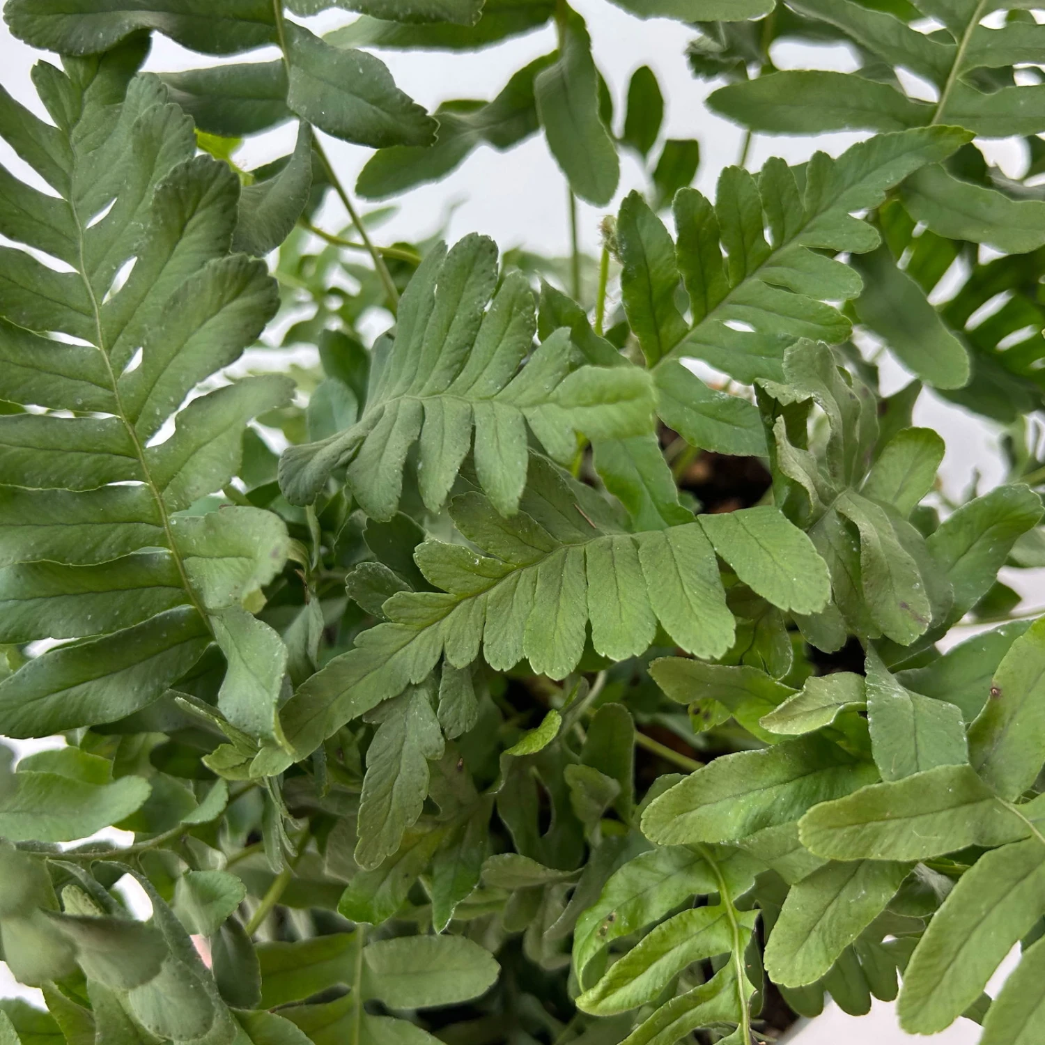 Gewöhnlicher Tüpfelfarn, Topf-Ø 17 Cm, 2er-Set 6 Gewöhnlicher Tüpfelfarn, Topf-Ø 17 Cm, 2er-Set – Bild 4