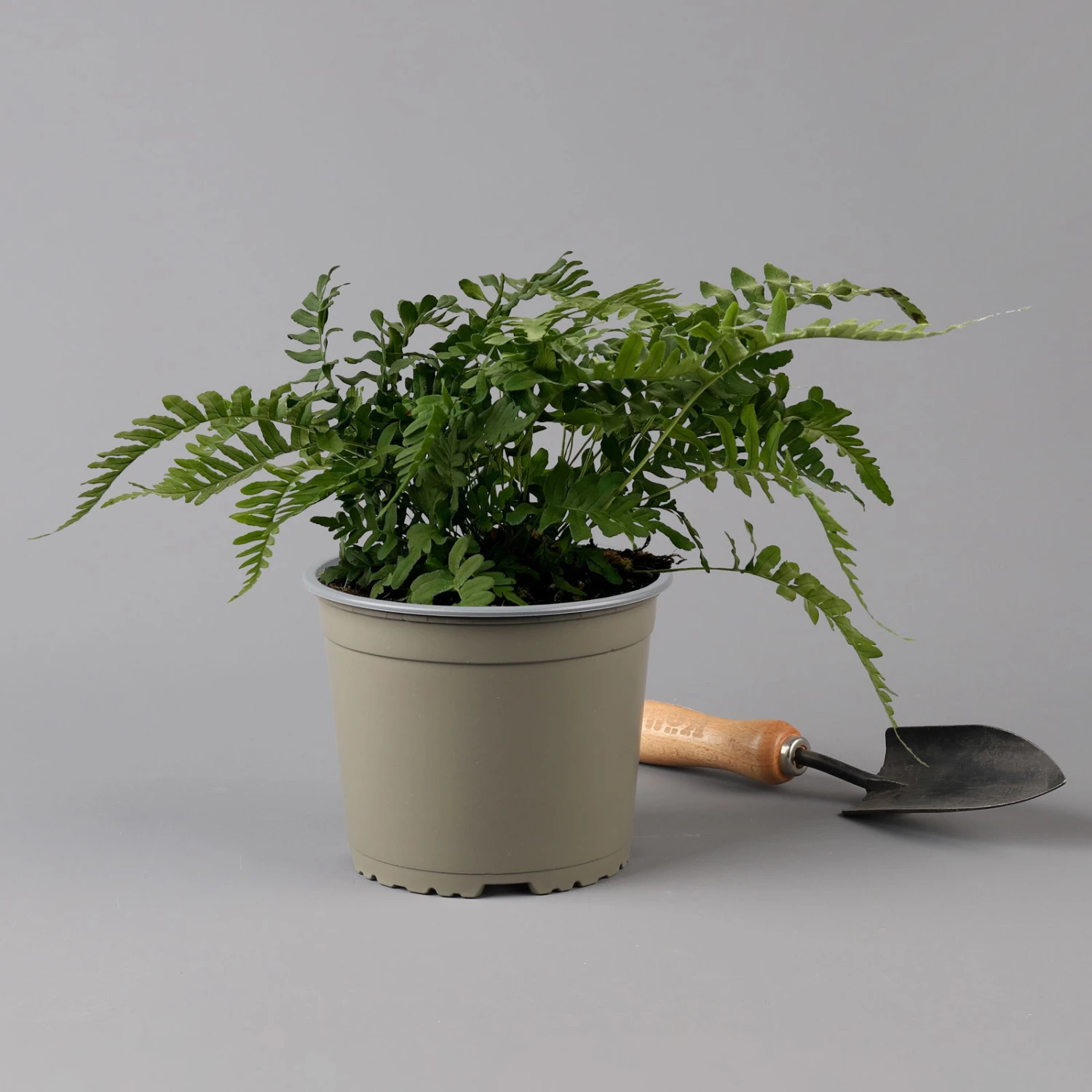 Gewöhnlicher Tüpfelfarn, Topf-Ø 17 Cm, 2er-Set 5 Gewöhnlicher Tüpfelfarn, Topf-Ø 17 Cm, 2er-Set – Bild 3