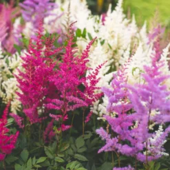 Prachtspiere 'Vision'®, Farbe Nach Verfügbarkeit, Topf-Ø 19 Cm 10 Prachtspiere 'Vision'®, Farbe Nach Verfügbarkeit, Topf-Ø 19 Cm -Garten Atmos Verkaufsgeschäft 0320105811 Astilbe chin Vision Mix 4 111760