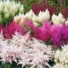 Prachtspiere 'Vision'®, Farbe Nach Verfügbarkeit, Topf-Ø 19 Cm -Garten Atmos Verkaufsgeschäft 0320105811 Astilbe chin Vision Mix 5 111759