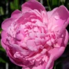 Kölle's Beste Pfingstrose 'Monsieur Jules Elie' Violettrosa, 3 Liter Topf -Garten Atmos Verkaufsgeschäft 0320106404 Paeonia lact Monsieur Jules Elie Cont violettrosa gefuellt 2 112357