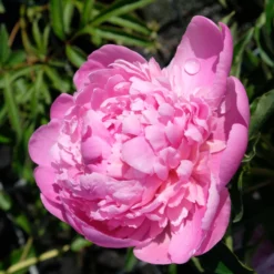 Kölle's Beste Pfingstrose 'Monsieur Jules Elie' Violettrosa, 3 Liter Topf -Garten Atmos Verkaufsgeschäft 0320106404 Paeonia lact Monsieur Jules Elie Cont violettrosa gefuellt 4 112356