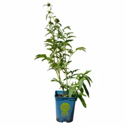 Kölle's Beste Pfingstrose 'Monsieur Jules Elie' Violettrosa, 3 Liter Topf -Garten Atmos Verkaufsgeschäft 0320106404 Paeonia lact Monsieur Jules Elie Cont violettrosa gefuellt 5 112358