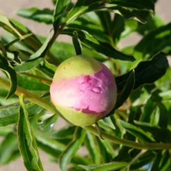 Kölle's Beste Pfingstrose 'Monsieur Jules Elie' Violettrosa, 3 Liter Topf -Garten Atmos Verkaufsgeschäft 0320106404 Paeonia lact Monsieur Jules Elie Cont violettrosa gefuellt 6 112359