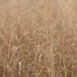 Bio Rutenhirse 'Heavy Metal', Topf 5 Liter -Garten Atmos Verkaufsgeschäft 0320300777 Panicum virgatum Heavy Metal KB 5Ltr Cont1 78152