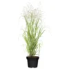 Bio Rutenhirse 'Heavy Metal', Topf 5 Liter 1 Bio Rutenhirse 'Heavy Metal', Topf 5 Liter -Garten Atmos Verkaufsgeschäft 0320300777 Panicum virgatum Heavy Metal KB 5Ltr Cont 78150