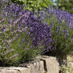 Lavendel, 6er-Set, Topf 12 / 13 Cm Ø 11 Lavendel, 6er-Set, Topf 12 / 13 Cm Ø -Garten Atmos Verkaufsgeschäft 0320500730 Lavandula angustifolia 2 88403