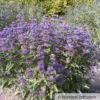 Bartblume 'Grand Bleu'® Dunkelviolettblau, Topf-Inhalt 5 Liter -Garten Atmos Verkaufsgeschäft 0410110266 Caryopteris Grand Blue 2 87690
