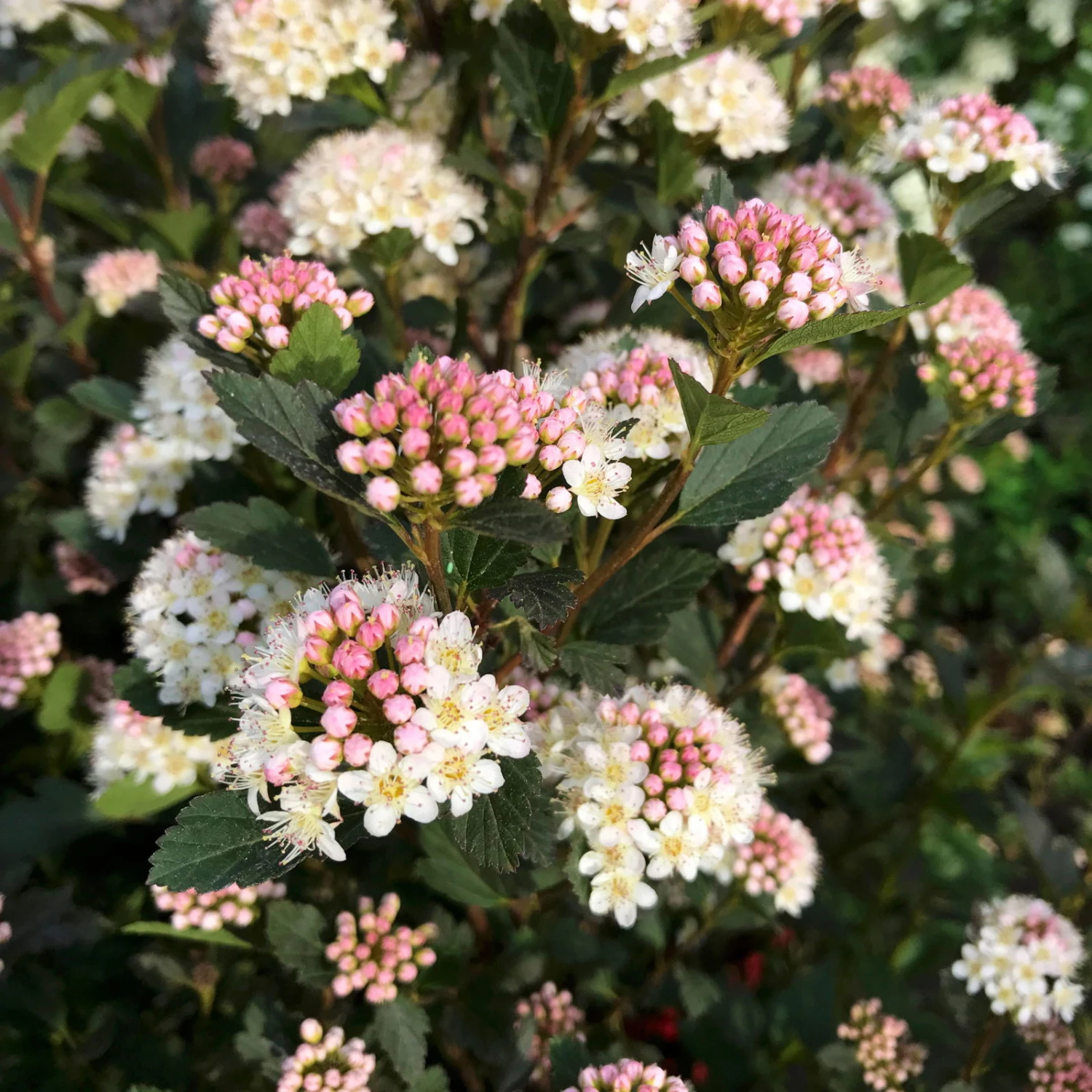 Kleinblättrige Rote Blasenspiere 'Tiny Wine'®, 3er-Set, Höhe 40-60 Cm, Topf 5 L 3 Kleinblättrige Rote Blasenspiere 'Tiny Wine'®, 3er-Set, Höhe 40-60 Cm, Topf 5 L