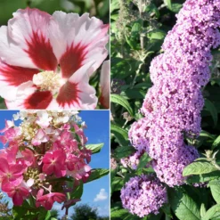 Gehölz-Set Sommerblüher Weiß/rosa, 3er-Set, Topf Je 4,6 L Topf