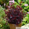 Schwarzrote Blasenspiere 'All Black'®, Im 5 Liter Topf 2 Schwarzrote Blasenspiere 'All Black'®, Im 5 Liter Topf -Garten Atmos Verkaufsgeschäft 0410111653 Physocarpus op All Black 2 93042