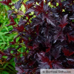 Schwarzrote Blasenspiere 'All Black'®, Im 5 Liter Topf -Garten Atmos Verkaufsgeschäft 0410111653 Physocarpus op All Black 3 93044