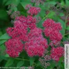Rote Japanspiere 'Double Play® Red', Spiraea Japonica, Rot, Im Topf 5 Liter -Garten Atmos Verkaufsgeschäft 0410112435 Spiraea jap Double Play rot Proven Winners 1 105897