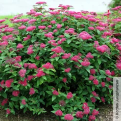 Rote Japanspiere 'Double Play® Red', Spiraea Japonica, Rot, Im Topf 5 Liter 8 Rote Japanspiere 'Double Play® Red', Spiraea Japonica, Rot, Im Topf 5 Liter -Garten Atmos Verkaufsgeschäft 0410112435 Spiraea jap Double Play rot Proven Winners 2 105898