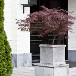 Roter Schlitzahorn 'Dissectum Garnet', Höhe 50 - 60 Cm, Topf 10 Liter -Garten Atmos Verkaufsgeschäft 0410300296 Acer palm Diss Garnet 025030040 19er Topf 2 86701