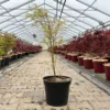Japanischer Fächerahorn 'Butterfly', Höhe 60 - 80 Cm, Topf 7,5 Liter -Garten Atmos Verkaufsgeschäft 0410300898 acer butterfly 1 124002