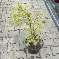 Japanischer Fächerahorn 'Butterfly', Höhe 60 - 80 Cm, Topf 7,5 Liter -Garten Atmos Verkaufsgeschäft 0410300898 acer butterfly 4 124001