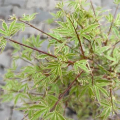 Japanischer Fächerahorn 'Butterfly', Höhe 60 - 80 Cm, Topf 7,5 Liter -Garten Atmos Verkaufsgeschäft 0410300898 acer butterfly 6 124004