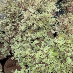 Japanischer Fächerahorn 'Butterfly', Höhe 60 - 80 Cm, Topf 7,5 Liter -Garten Atmos Verkaufsgeschäft 0410300898 acer butterfly 7 124005