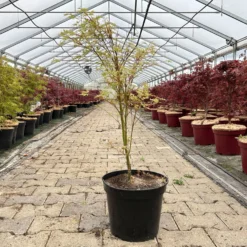 Japanischer Fächerahorn 'Butterfly', Höhe 60 - 80 Cm, Topf 7,5 Liter -Garten Atmos Verkaufsgeschäft 0410300898 acer butterfly 8 124006