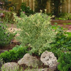 Japanischer Fächerahorn 'Butterfly', Höhe 60 - 80 Cm, Topf 7,5 Liter -Garten Atmos Verkaufsgeschäft 0410301072 Acer palm Butterfly Son und Koot 3 84626