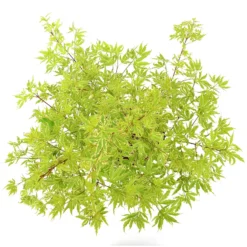 Japanischer Fächerahorn 'Butterfly', Höhe 60 - 80 Cm, Topf 7,5 Liter -Garten Atmos Verkaufsgeschäft 0410301072 Acer palm Butterfly Son und Koot 4 84629