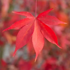Japanischer Fächerahorn 'Osakazuki', Höhe 40 - 60 Cm, Topf-Ø 19 Cm -Garten Atmos Verkaufsgeschäft 0410301148 Acer palm Osakazuki 2 84634