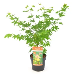 Japanischer Fächerahorn 'Osakazuki', Höhe 40 - 60 Cm, Topf-Ø 19 Cm -Garten Atmos Verkaufsgeschäft 0410301148 Acer palm Osakazuki 4 84636