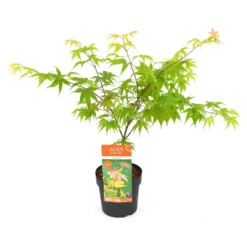 Japanischer Fächerahorn 'Osakazuki', Höhe 40 - 60 Cm, Topf-Ø 19 Cm -Garten Atmos Verkaufsgeschäft 0410301148 Acer palm Osakazuki 6 84635