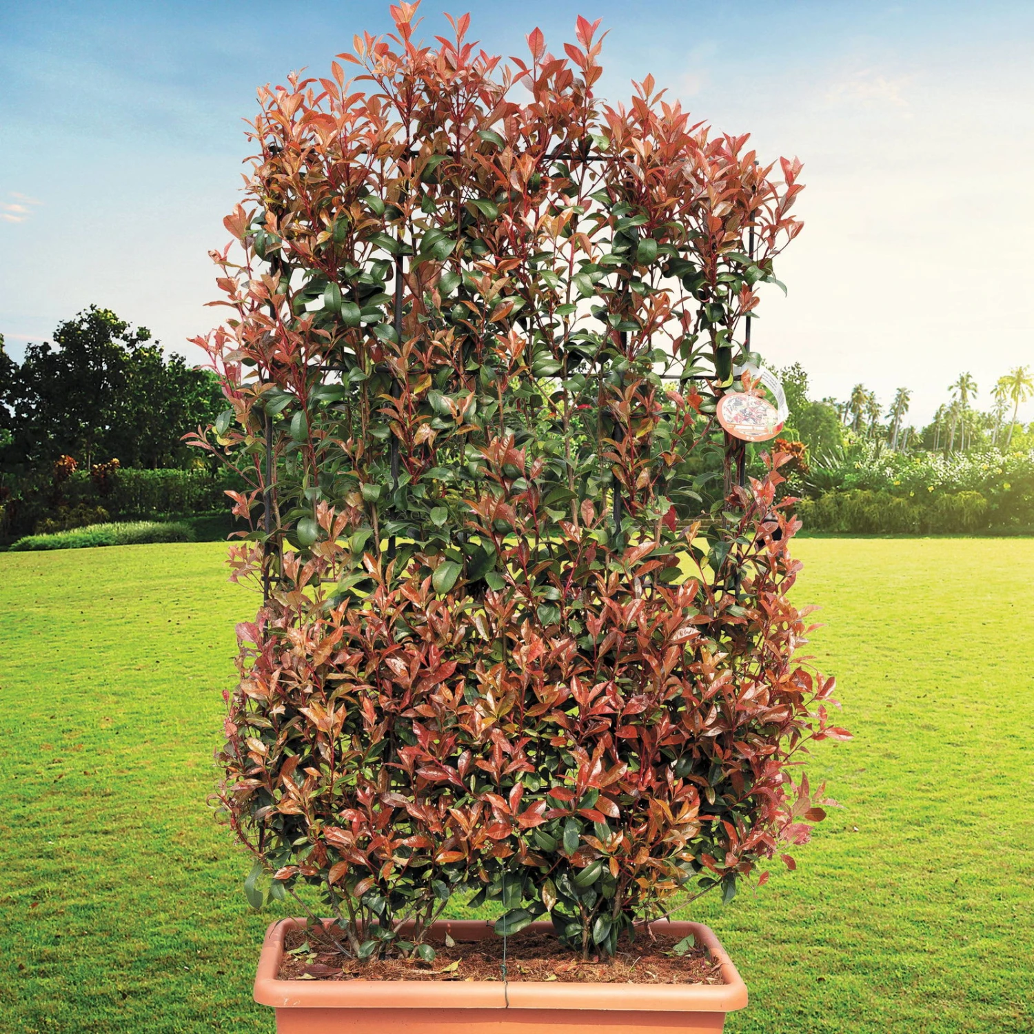 Glanzmispel 'Dicker Toni'® Spalier, 5er-Set, 130x90 Cm, Kasten 80 Cm 4 Glanzmispel 'Dicker Toni'® Spalier, 5er-Set, 130x90 Cm, Kasten 80 Cm – Bild 2