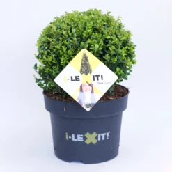 Ilex Crenata 'Dark Green®', Kugel Mit Ca. 25 Cm Ø, Topf-Ø 23 Cm