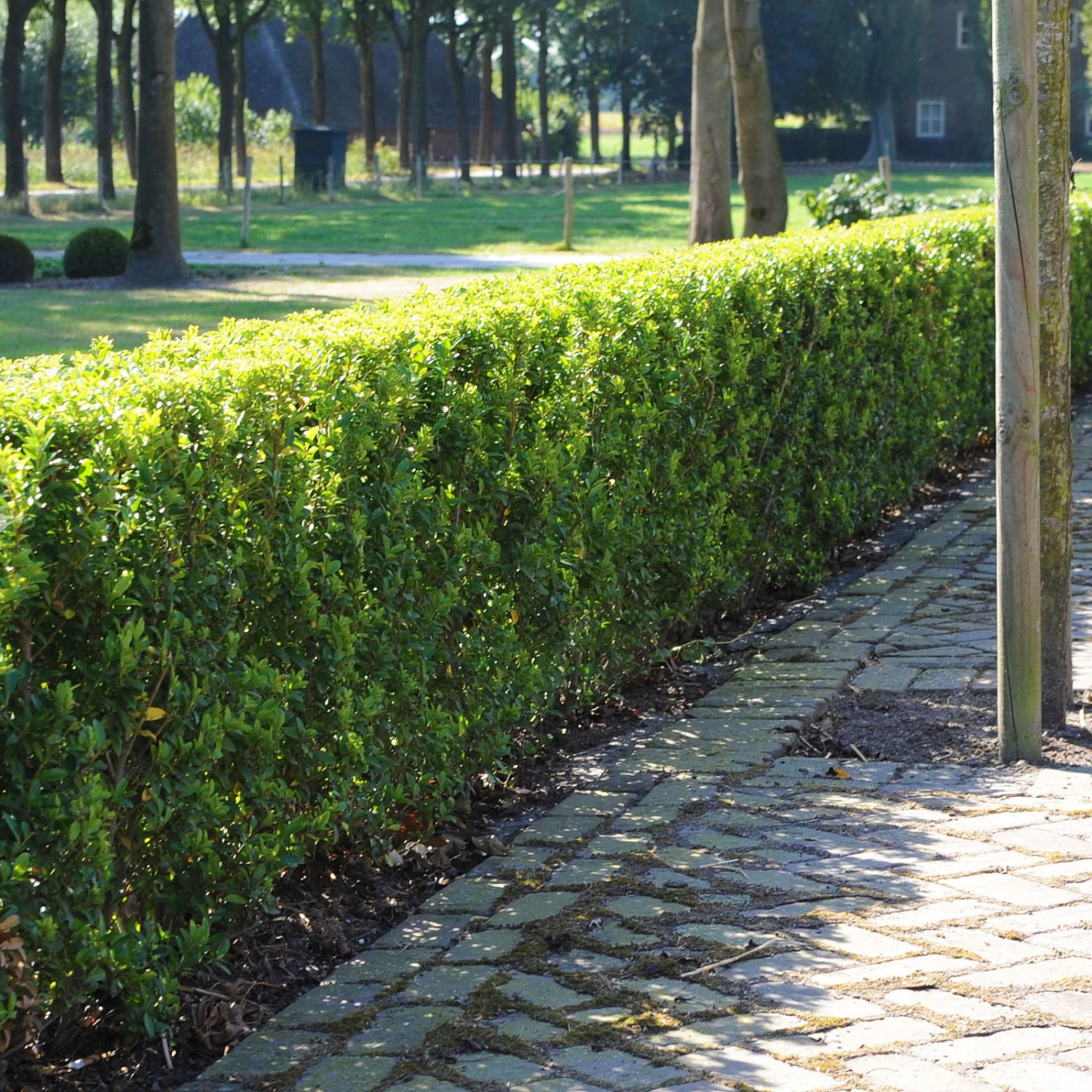 Stechpalme 'Impala®', 5er-Set, Höhe 50-60 Cm, Topf 5 Liter 3 Stechpalme 'Impala®', 5er-Set, Höhe 50-60 Cm, Topf 5 Liter