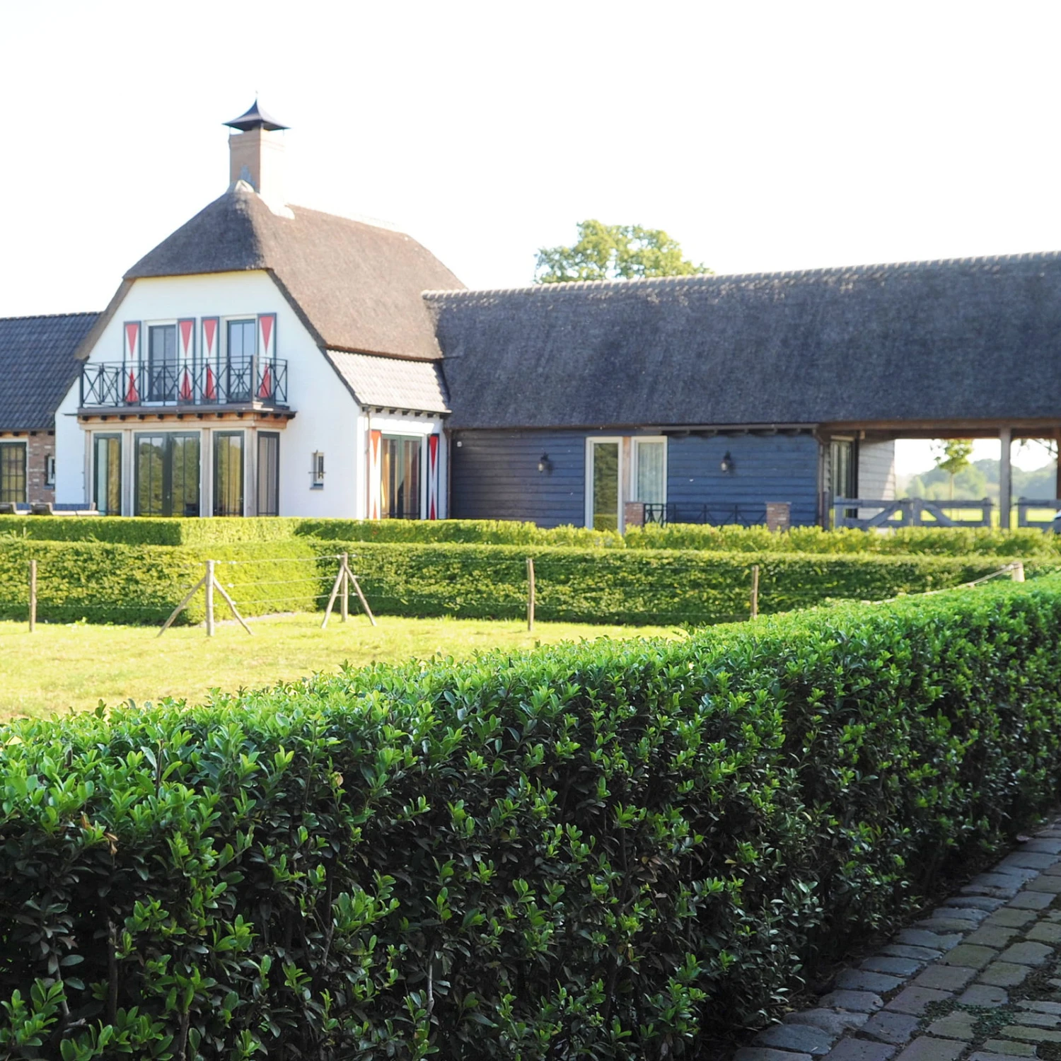 Stechpalme 'Impala®', 5er-Set, Höhe 50-60 Cm, Topf 5 Liter 4 Stechpalme 'Impala®', 5er-Set, Höhe 50-60 Cm, Topf 5 Liter – Bild 2