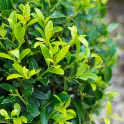 Stechpalme 'Impala®', 5er-Set, Höhe 50-60 Cm, Topf 5 Liter 13 Stechpalme 'Impala®', 5er-Set, Höhe 50-60 Cm, Topf 5 Liter -Garten Atmos Verkaufsgeschäft 0410450790 Ilex max Impala 3 104013