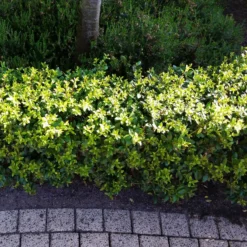 Stechpalme 'Impala®', 5er-Set, Höhe 50-60 Cm, Topf 5 Liter 12 Stechpalme 'Impala®', 5er-Set, Höhe 50-60 Cm, Topf 5 Liter -Garten Atmos Verkaufsgeschäft 0410450790 Ilex max Impala 5 104012