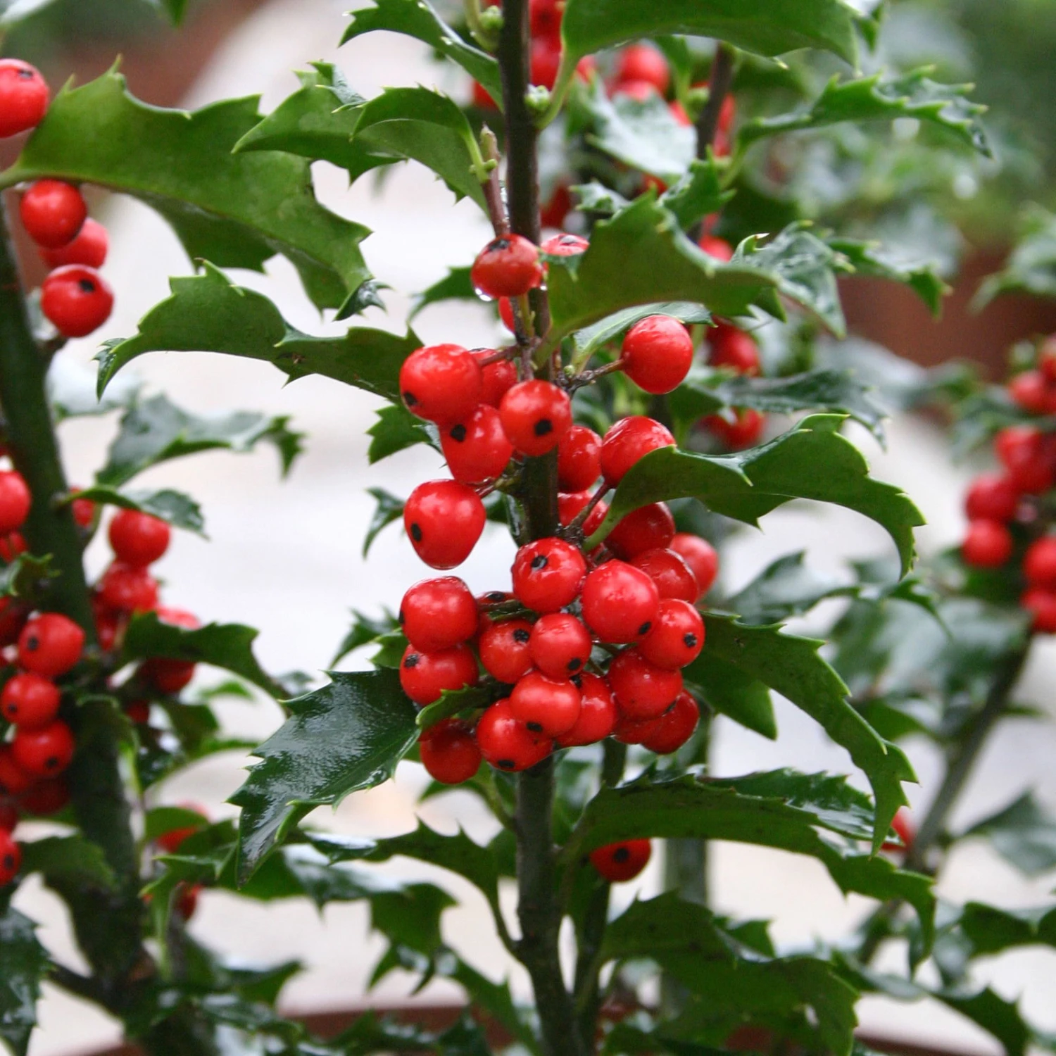 Stechpalme 'Blue Princess'®, 50er-Set, Höhe 30-40 Cm, Topf 5 Liter 3 Stechpalme 'Blue Princess'®, 50er-Set, Höhe 30-40 Cm, Topf 5 Liter