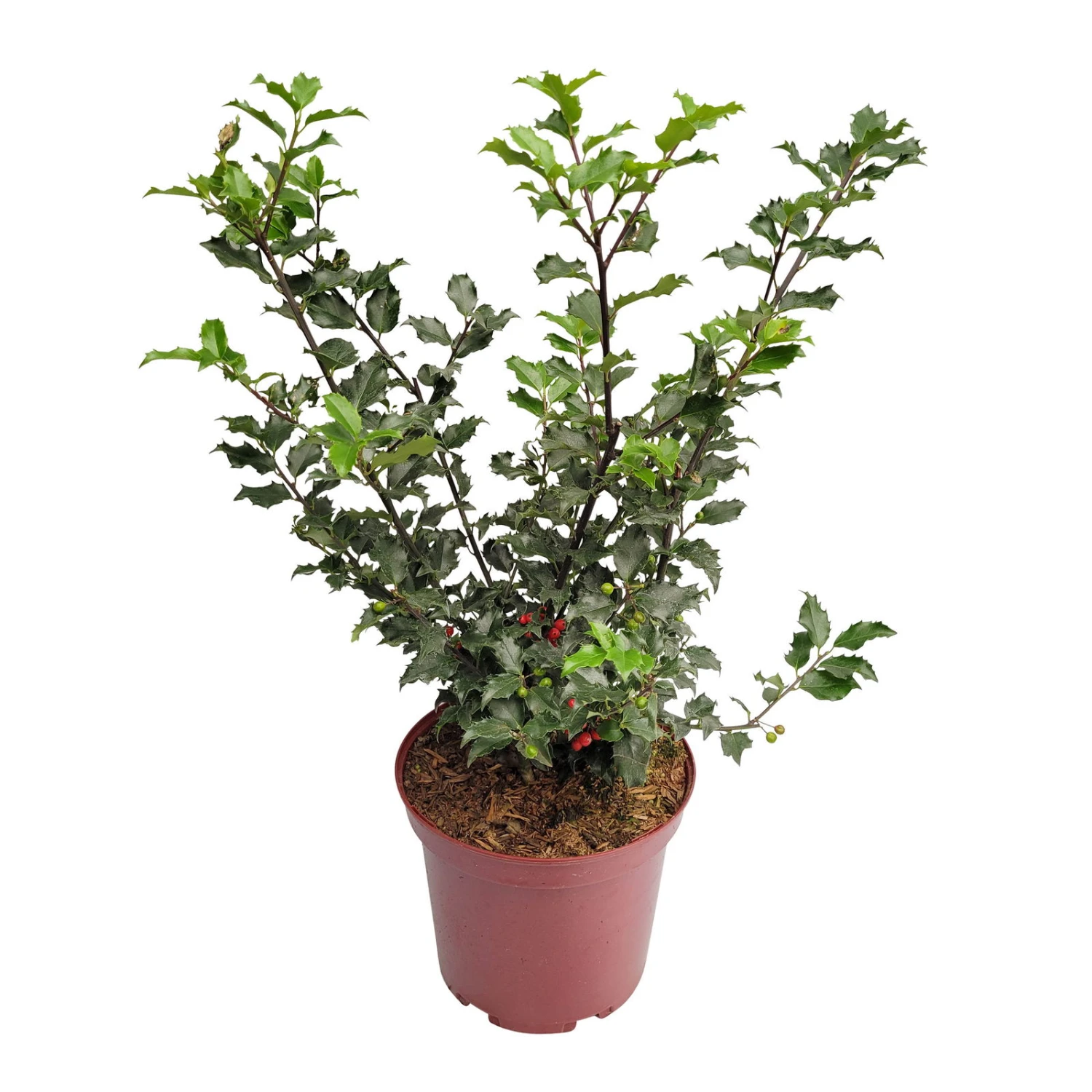 Stechpalme 'Blue Princess'®, 50er-Set, Höhe 30-40 Cm, Topf 5 Liter 4 Stechpalme 'Blue Princess'®, 50er-Set, Höhe 30-40 Cm, Topf 5 Liter – Bild 2