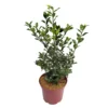 Stechpalme 'Heckenstar'®, 5er-Set, Höhe 40-50 Cm, Topf 5 Liter -Garten Atmos Verkaufsgeschäft 0410450800 0410450801 Ilex mes Heckenstar 1 104460