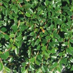 Cotoneaster Dammeri 'Radicans', Topf-Ø 9 Cm, 12er-Set -Garten Atmos Verkaufsgeschäft 0410650141 Coton damm Radicans T9 WEB 02 34142