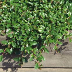 Cotoneaster Dammeri 'Radicans', Topf-Ø 9 Cm, 12er-Set