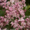 Rosa-Sternenstrauch, Deutzia 'Yuki Cherry Blossom'®, 5er-Set, Topf 3 Liter 1 Rosa-Sternenstrauch, Deutzia 'Yuki Cherry Blossom'®, 5er-Set, Topf 3 Liter -Garten Atmos Verkaufsgeschäft 0410870644 Deutzia Yuki Cherry Blossom 3 104152